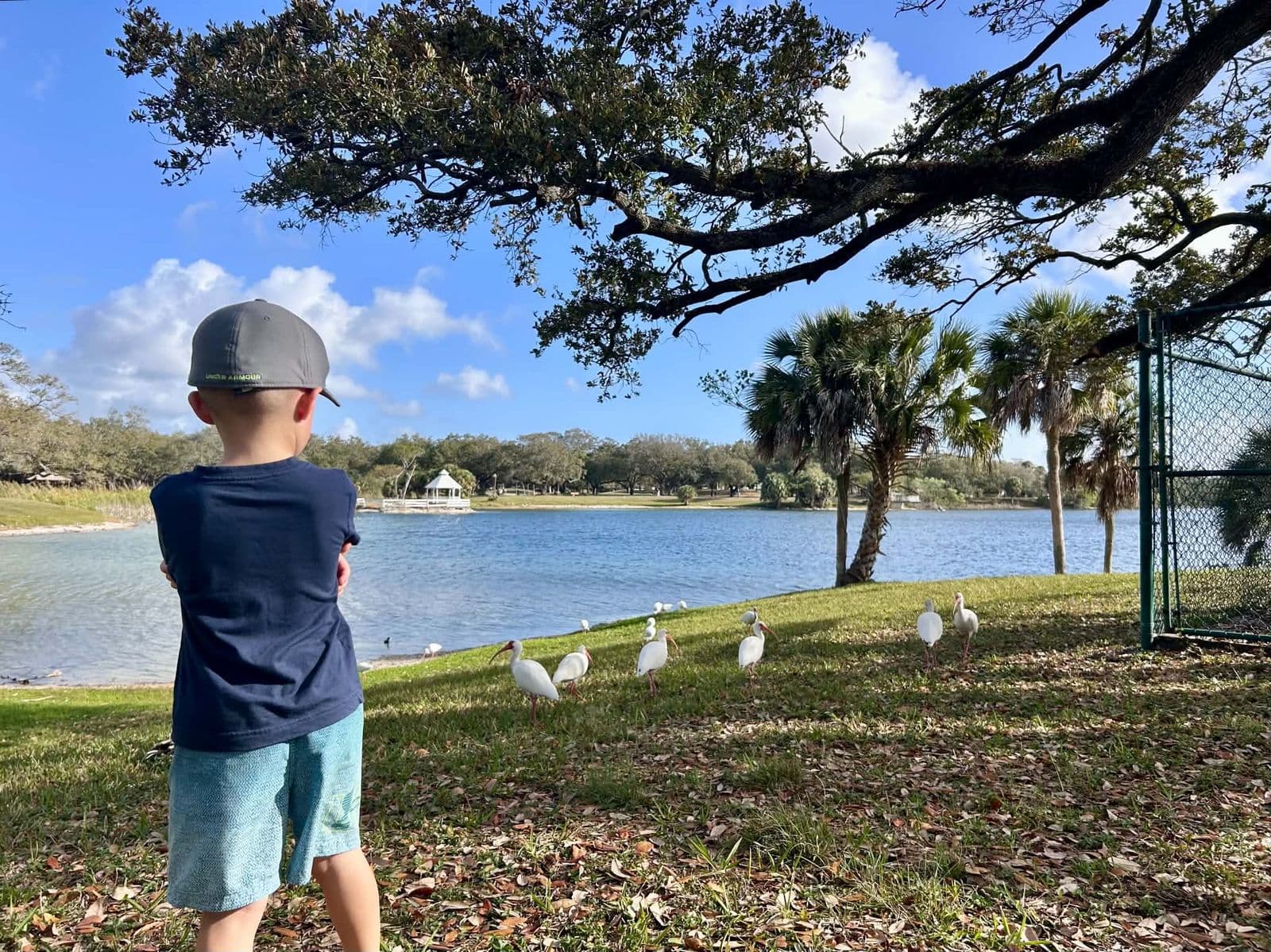 Kid standing under an oak tree watching ibises feeding by a small lake on a sunny day