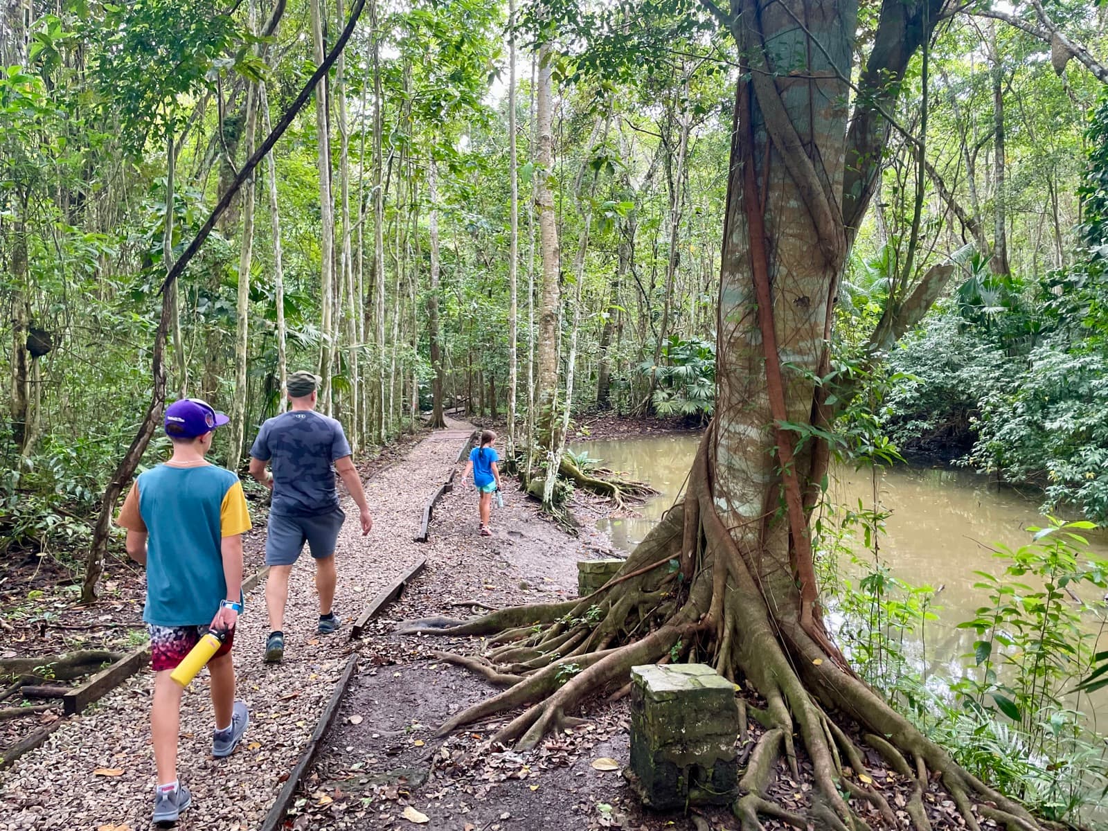 Family walking through a lush forest trail past a massive tree with buttress roots