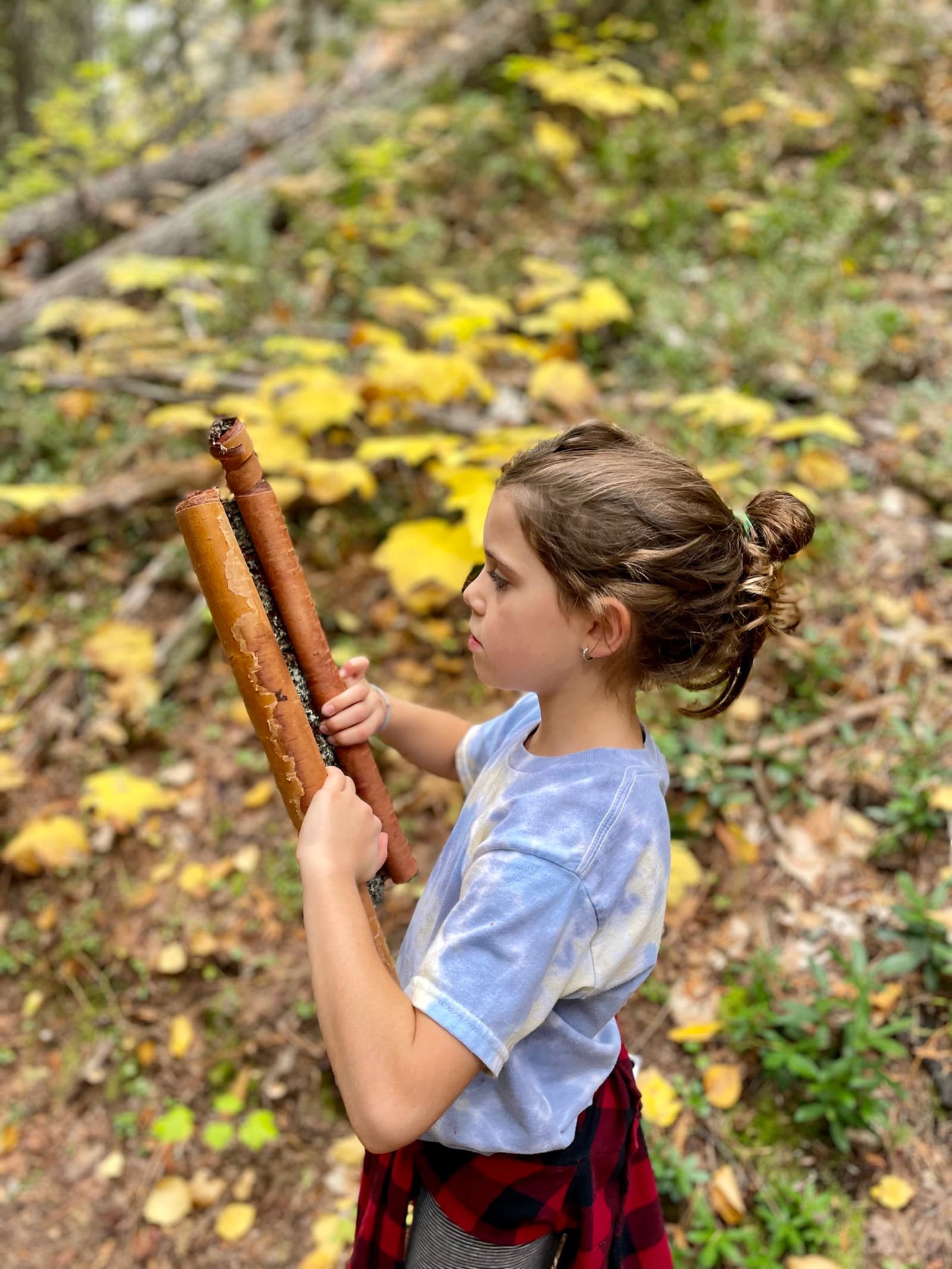 Girl examining rolls of birch bark she collected in the forest, golden autumn leaves in the background