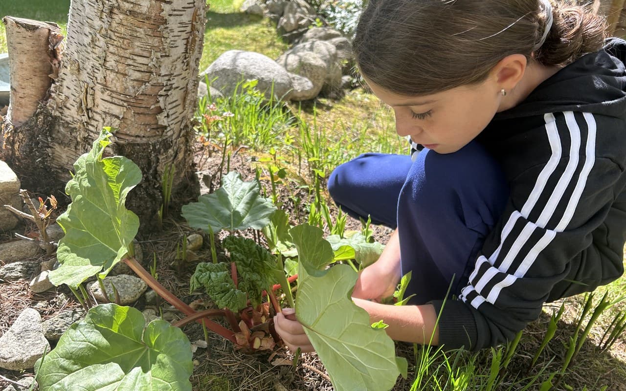 A child crouched in the garden harvesting rhubarb on her own, focused and self-sufficient