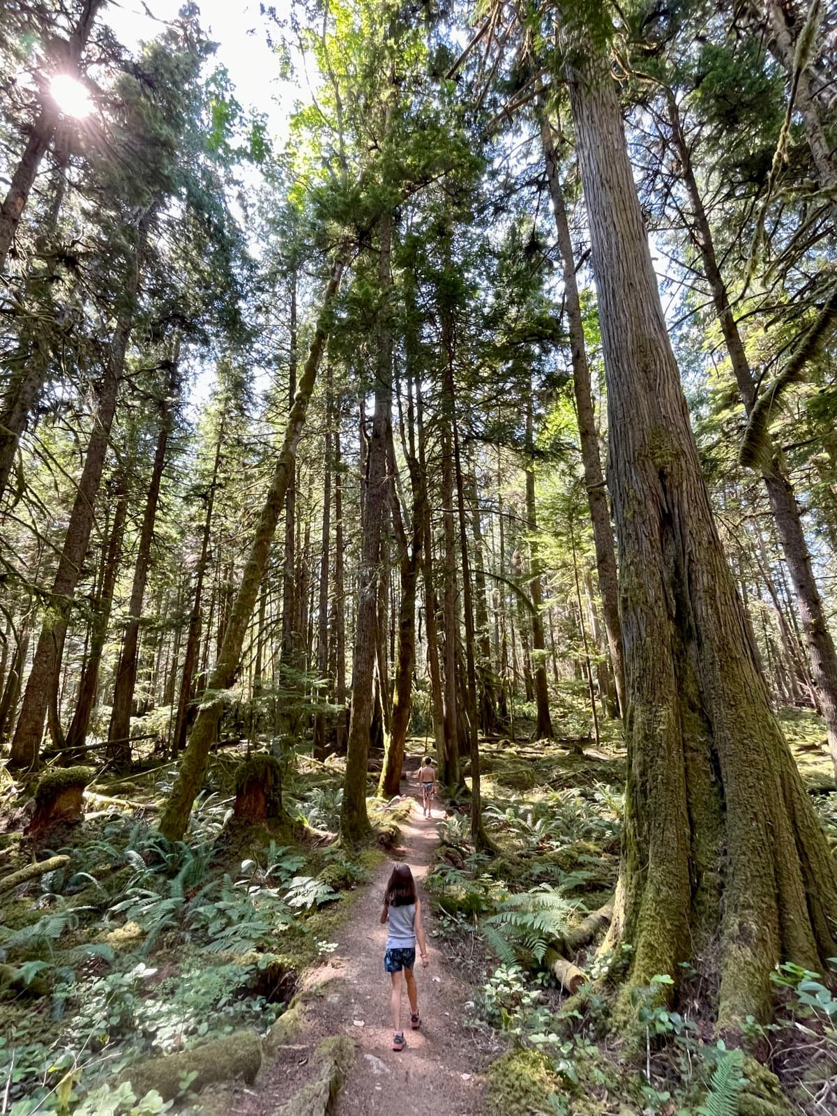 Girl walking alone down a trail through towering old-growth forest, sunlight filtering through the canopy