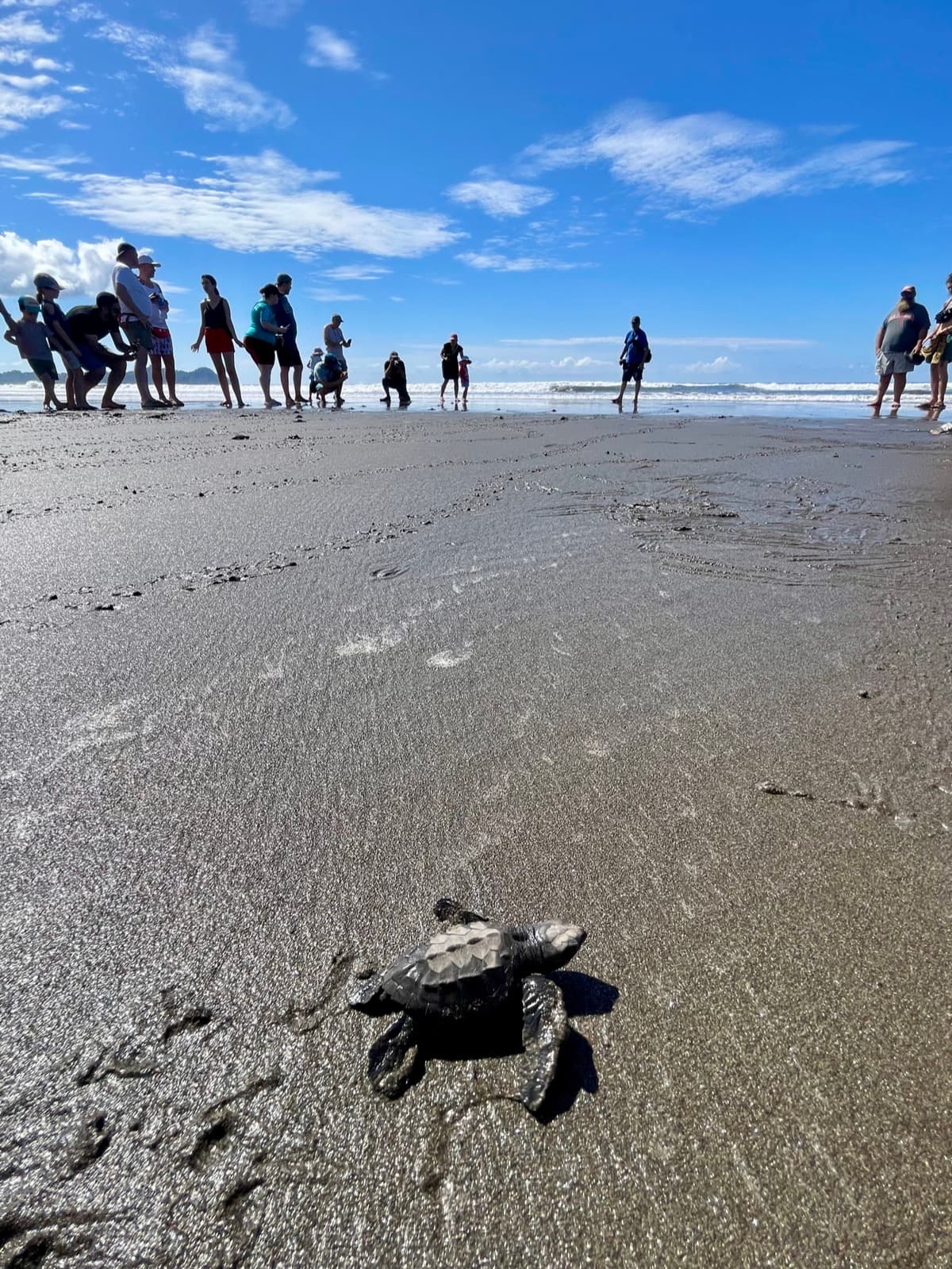 A baby sea turtle making its way across the sand toward the ocean on a Costa Rica beach