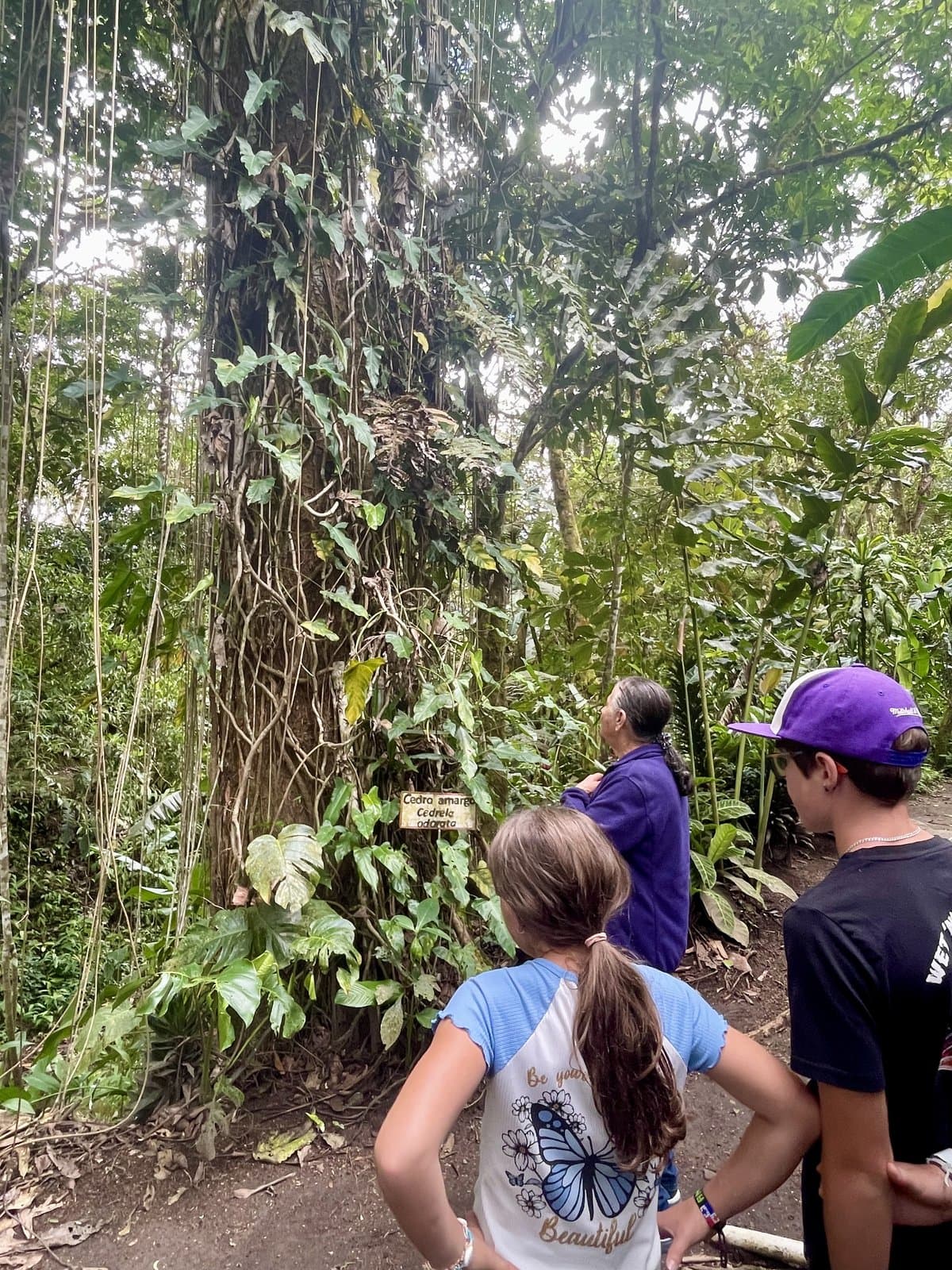 Family looking up at a massive tree in the Costa Rica rainforest, child-led discovery in action